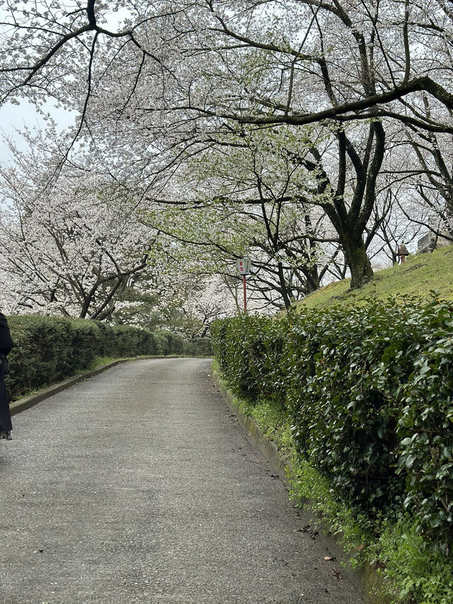 日本香川縣-賞櫻秘境「伊勢朝日山本宮」美到仙境
