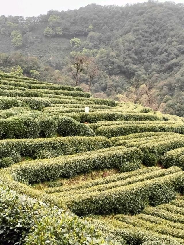 Tea Trails and Temple Tranquility: My Hangzhou Discovery