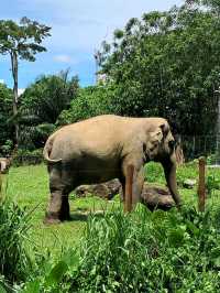 Roars, Paws & Jungle Laws – A Day at Zoo Negara