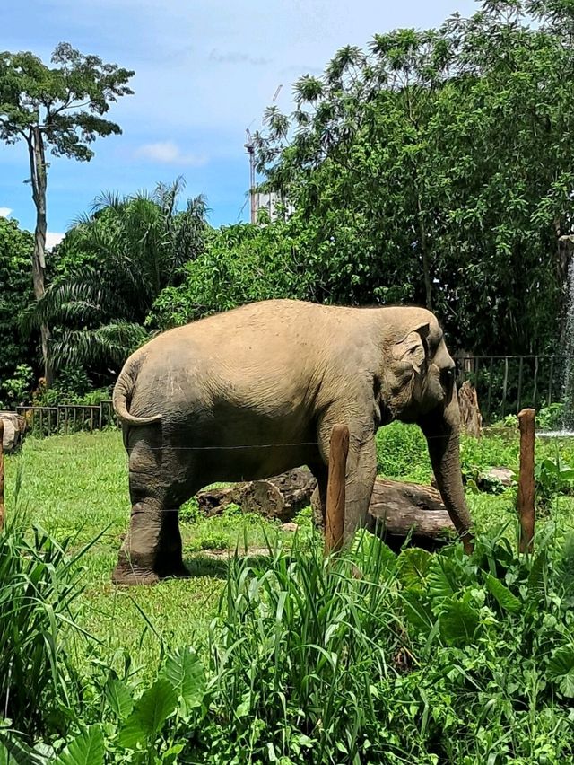 Roars, Paws & Jungle Laws – A Day at Zoo Negara