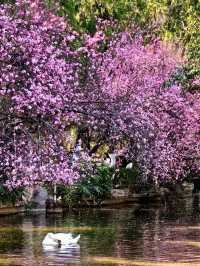 Yuantong Mountain: A Springtime Dream in Bloom