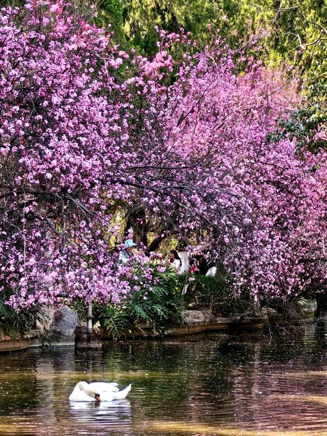 Yuantong Mountain: A Springtime Dream in Bloom