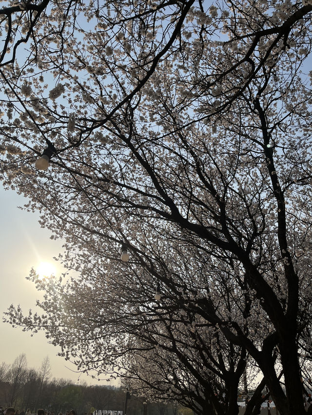 📍韓國首爾｜首爾林櫻花 🌸