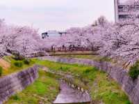 【名古屋】さくら名称100選🌸山崎川の桜並木のライトアップ✨