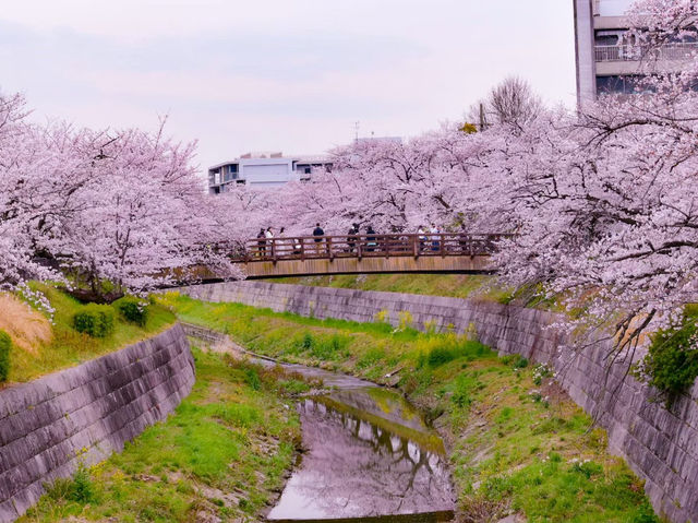 【名古屋】さくら名称100選🌸山崎川の桜並木のライトアップ✨