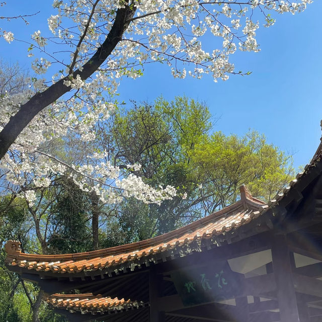 成都公園~ 搶鏡的櫻花