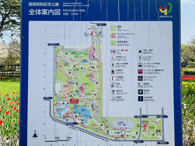 【昭和記念公園】定番の公園の桜はやはり素晴らしく感動❗️