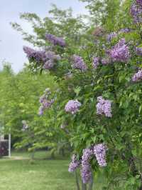 【青森×富士見パーク】 様々な花を鑑賞できる公園