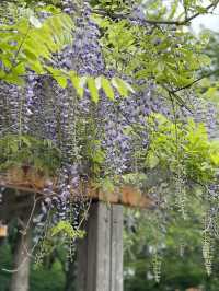 【青森×富士見パーク】 様々な花を鑑賞できる公園