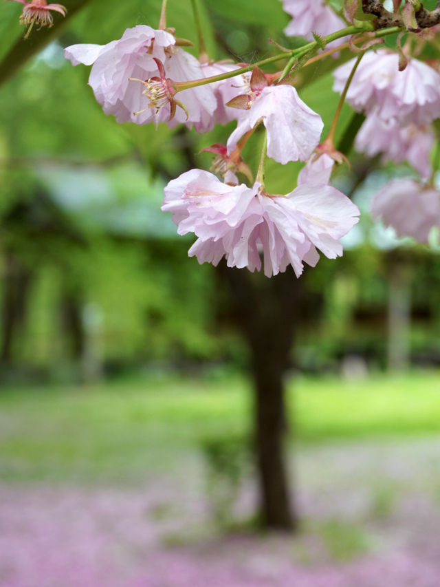 【青森×富士見パーク】湖面に映り込む木々の美しさ