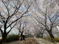 安養川の桜スナップ🌸📷リピートしたくなる春の癒し空間