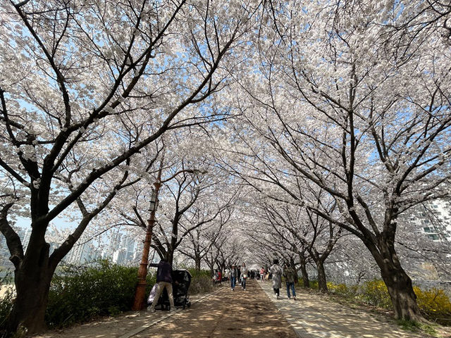 安養川の桜スナップ🌸📷リピートしたくなる春の癒し空間