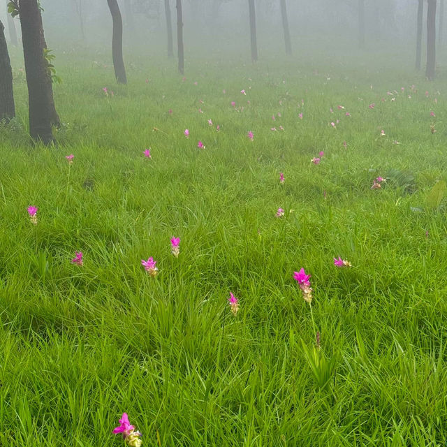 ทุ่งดอกกระเจียวกลางสายหมอก ฟีลเกาหลีมากกก 🌷🫶🏻