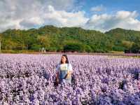 Hokkaido Flower Park Khaoyai
