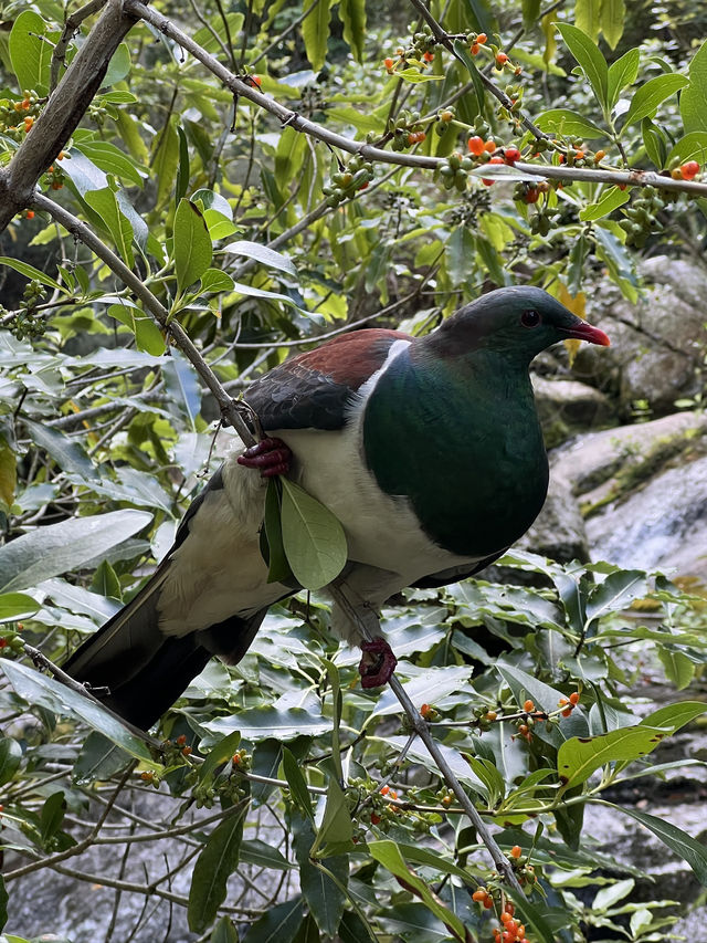 Golden Sands & Coastal Dreams: Explore Abel Tasman National Park