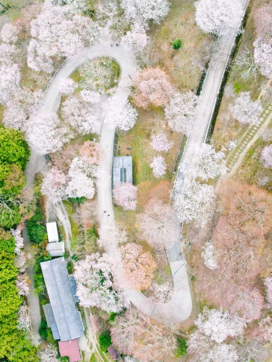 【日本一の桜 絶景スポット🌸】吉野山の桜が誘う“桃源郷”