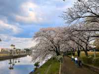 名古屋-荒子川公園賞櫻，漫步河川沿岸的櫻花隧道