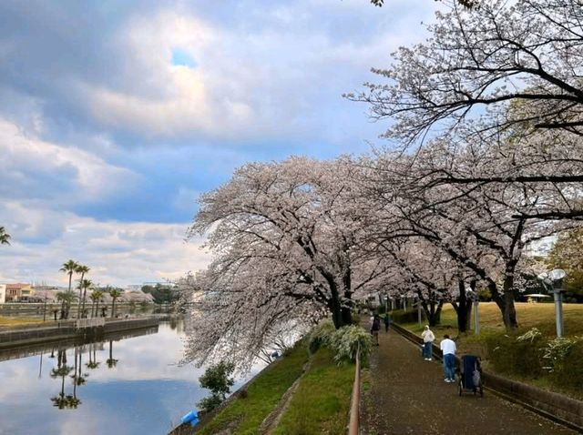 名古屋-荒子川公園賞櫻，漫步河川沿岸的櫻花隧道