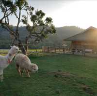 🐑🌿 บ้านแกะแม่ขิ (Maekee Sheep House)