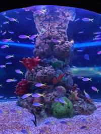 Underwater Adventures Await at Manila Ocean Park