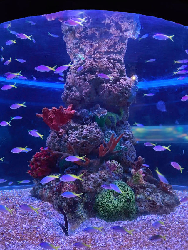 Underwater Adventures Await at Manila Ocean Park