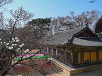 “Bulguksa Temple: Where Cherry Blossoms Embrace Timeless Tranquility”