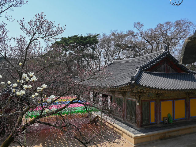 “Bulguksa Temple: Where Cherry Blossoms Embrace Timeless Tranquility”