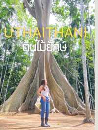 หลบร้อนใต้ “ต้นไม้ยักษ์” 300 ปี จ.อุทัยธานี