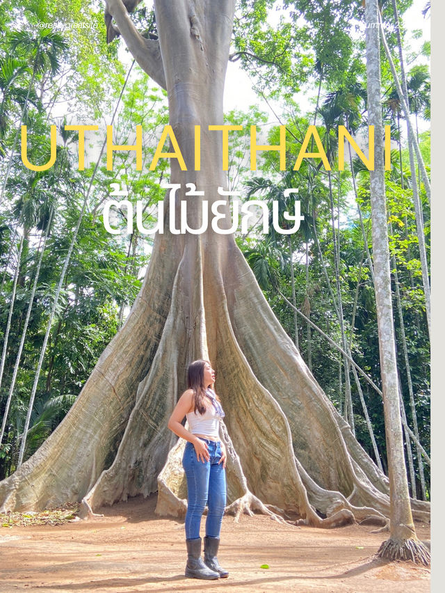 หลบร้อนใต้ “ต้นไม้ยักษ์” 300 ปี จ.อุทัยธานี