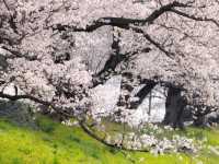 Seiwari-zutsumi Cherry Blossoms– Kyoto's 1.4KM Sakura River Fortress