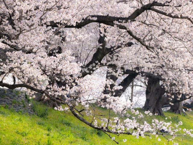 Seiwari-zutsumi Cherry Blossoms– Kyoto's 1.4KM Sakura River Fortress