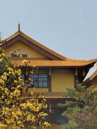 🌸 Xiamen's Spring Snowy Wonderland at Shishi Zen Temple 🌸