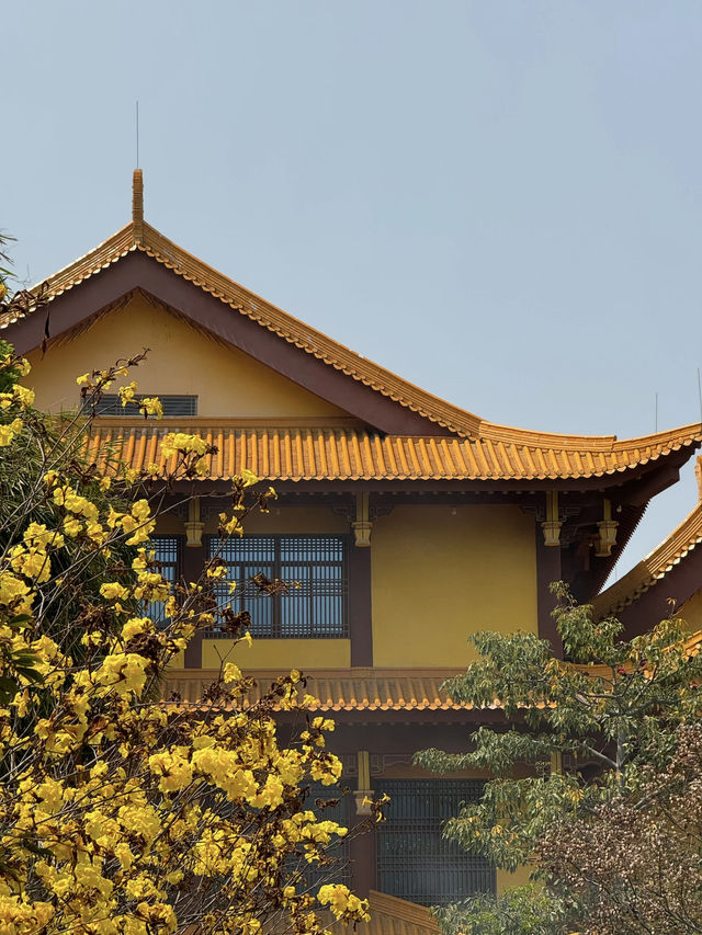 🌸 Xiamen's Spring Snowy Wonderland at Shishi Zen Temple 🌸