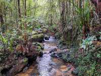 Kinabalu’s Secret Garden: Where Flowers Are Louder Than Tourists!"🌸🌿