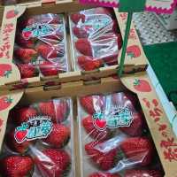 Spring in Japan calls in for a strawberry feast ! 🍓 🌸