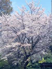 【東京　文京区関口　関口カトリック教会　東京カテドラル聖マリア大聖堂への巡礼】