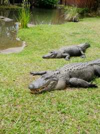 [オーストラリア観光] オーストラリア動物園 in QLD