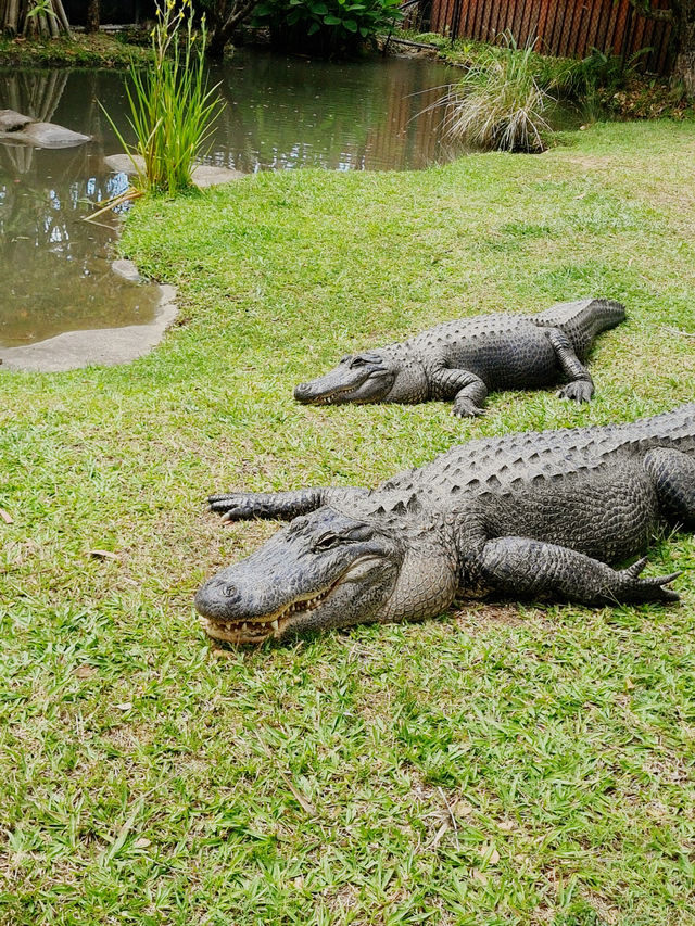 [オーストラリア観光] オーストラリア動物園 in QLD