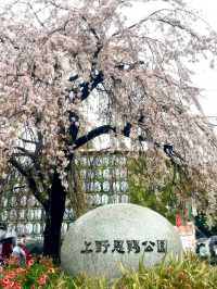 Ueno Onshi Park Sakura | Tokyo's Most Celebrated Cherry Blossom Festival