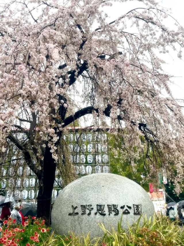 Ueno Onshi Park Sakura | Tokyo's Most Celebrated Cherry Blossom Festival