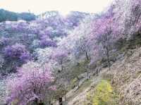 🌸 Sakura Overload: My Epic (and Slightly Chaotic) Day Trip to Mt. Yoshino! 🏔️