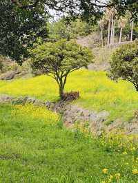 Golden Waves of Spring: Immersing Yourself in the Canola Fields of 엉덩물계곡, Jeju