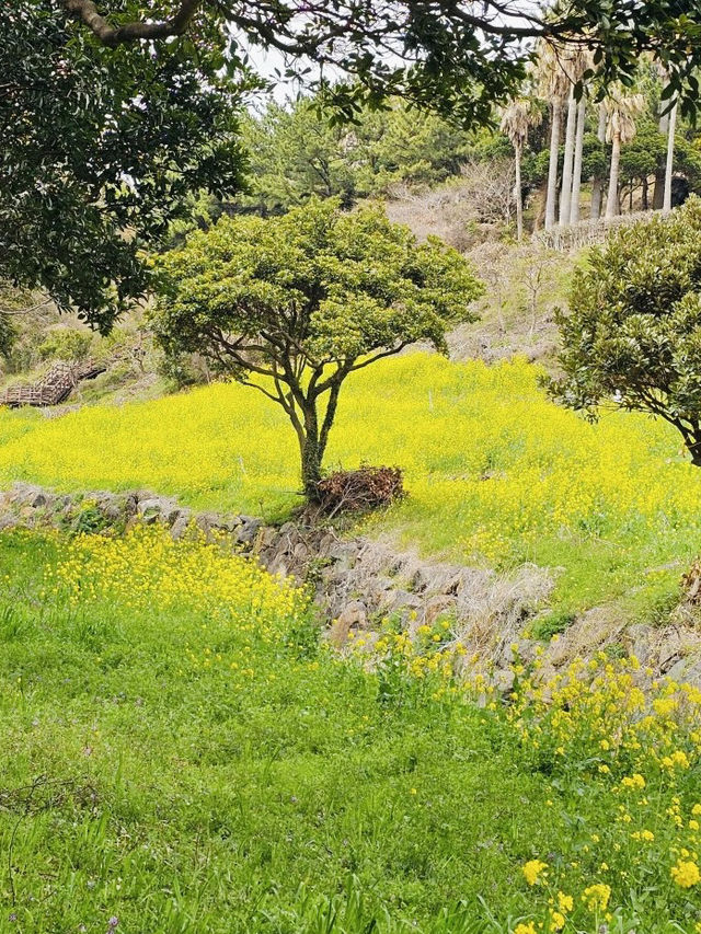 Golden Waves of Spring: Immersing Yourself in the Canola Fields of 엉덩물계곡, Jeju
