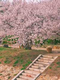 🌸 Dalian Longwangtang Cherry Blossom Guide | Are You Sure This Isn't Japan?