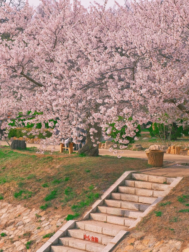 🌸 Dalian Longwangtang Cherry Blossom Guide | Are You Sure This Isn't Japan?