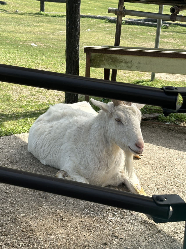 【愛知】動物と近い距離で触れ合える！鞍ヶ池公園、動物ふれあい広場