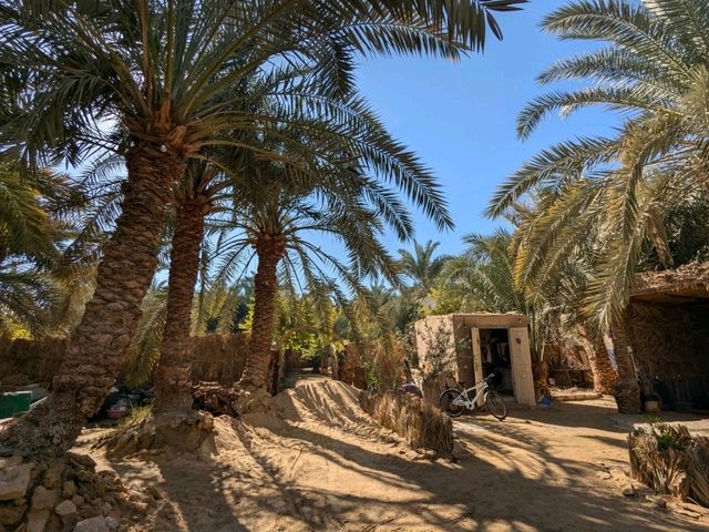 【エジプト🇪🇬】シワ・オアシスの自然派宿