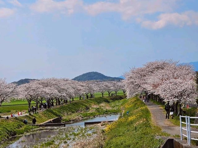 粉色櫻花與鮮黃油菜花交織的春日美景---福岡縣草場川櫻花並木