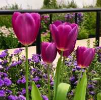 นิทรรศการมหัศจรรย์พรรณไม้ “Wondrous Bloom” 