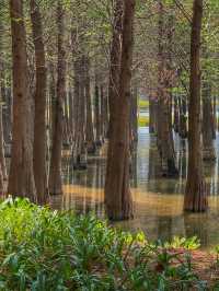 Reflections of Spring: Nature’s Calm at Haihong Wetland Park